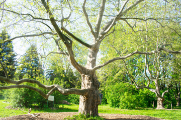 Scenic panoramic view of big tall powerful tree without bark in city park or forest at spring, summer sunny day with sunlights