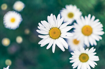 White flowers of common daisy