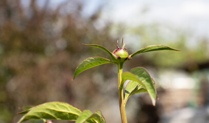 peony flower buds in the garden