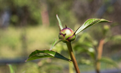 peony flower buds in the garden