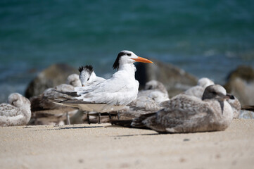 Obraz premium seagull on the beach