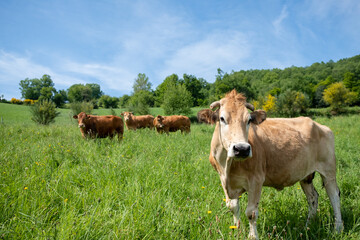 Fototapeta na wymiar cows for meat production grazing in freedom 