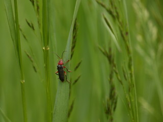 Soldier beetle (Cantharis livida) - black beetle with red head on a blade of grass, Poland