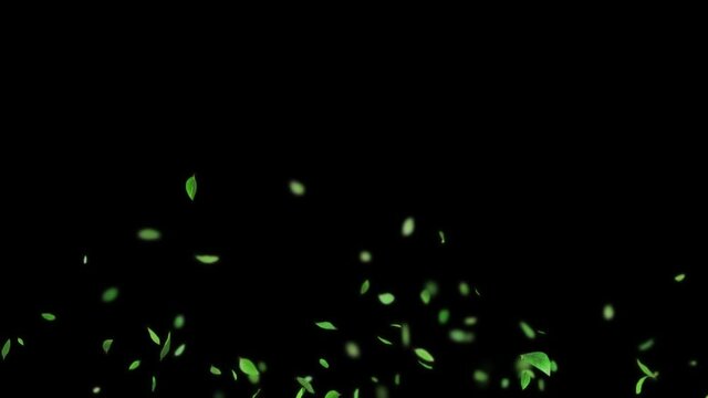 Slow motion shot of exploding variation of green leaves. Animation with transparent background in ProRes 4444 format