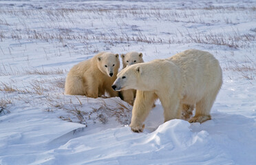 Polar bear with her cubs in Arctic