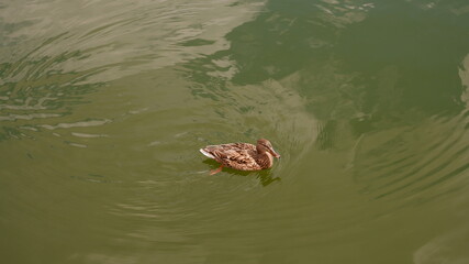 The duck swims in green water. The female duck in the center of the photo on a green background. Animals in the city park. Beautiful feathers, circles on the water. Minimalistic photo.