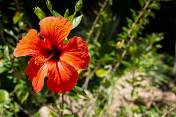 Vista de cerca de una flor de hibisco rojo en una zona ajardinada