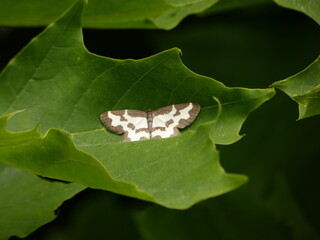 Clouded border moth (Lomaspilis marginata) - moth with white wings marked with dark brown blotches,...