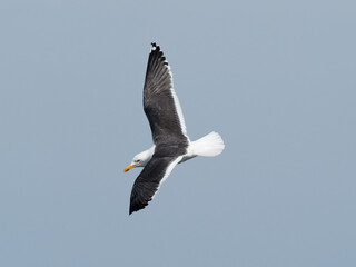 A Great Black Backed Gull (Larus marinus) in flight at Puffin Island (Ynys Seiriol) in Anglesey, North Wales.