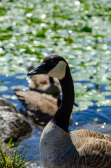 Goose at the Deer Lake Park