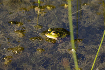 Waterfrog in pond
