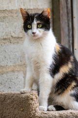 Barn Cat Outside on Block