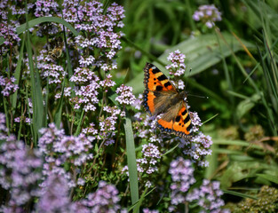 Schmetterling auf Wildblumen