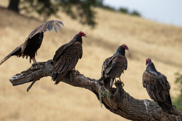 California Vultures in Santa Barbara