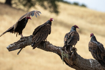 Santa Barbara Wildlife, Vultures in Los Olivos California