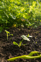 plant with gardening tools in the garden. 