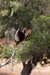 Wild Turkey Vulture in Santa Barbara County California