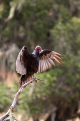 Wild Vulture in Oak Trees, California