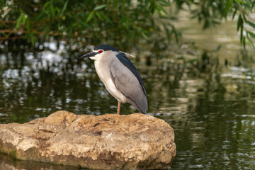 Black-crowned night heron ( Nycticorax ) in early spring morning on the lake in Ramat Gan park. Israel.