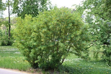 Large acacia bush begins to bloom in the spring with many yellow flowers