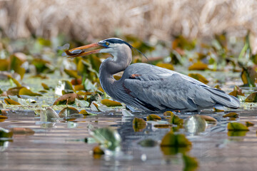 Great blue heron snags fish