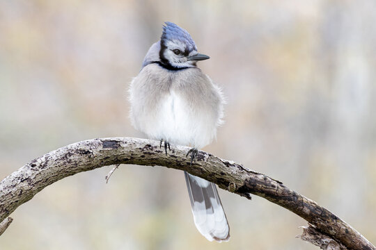 bluejay perched on branch with clean background