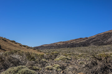 Flora in Taide Park. Vascular Taide Park flora consists of 168 plant species, 33 of which are endemic to Tenerife. Tenerife, Canary Islans, Spain.