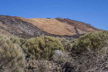 Flora in Taide Park. Vascular Taide Park flora consists of 168 plant species, 33 of which are endemic to Tenerife. Tenerife, Canary Islans, Spain.
