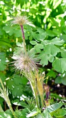 Spring summer garden leaves and flowers with rain drops, close-up. Fresh nature background.