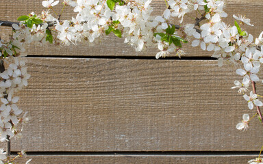 Wooden background framed by a flowering branch