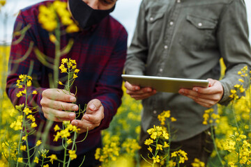 Farmer's hands on rapeseed blooming plants. Agronomists with a tablet in their hands. Smart farm, technologies in agronomy, internet. Two farmers are checking the rapeseed. Closeup shot.