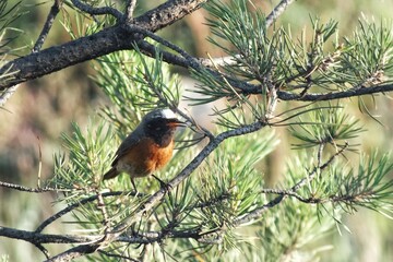 a bird on a spruce branch