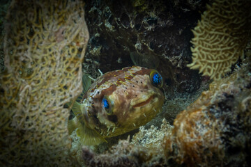 A small burrfish with dreamy eyes watches the outside world of the tropical reef