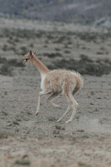 Fototapeta premium Vicuñas in the Chimborazo wildlife reserve 