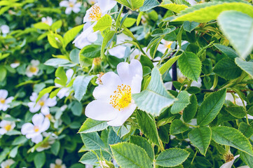 White Wild rose flower aka Rosa acicularis or prickly wild rose or prickly rose or bristly rose or...
