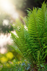 Fototapeta na wymiar Close-up of light green young fern leaves against beautiful background with bokeh bubbles and sunlight. Shallow depth of field with soft focus. Midsummer landscape scenery
