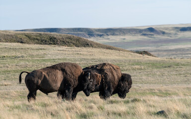 Two male plains bison on the prairie in Grasslands National Park, Saskatchewan, Canada © jkgabbert