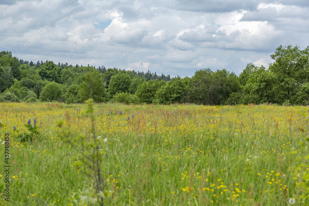 Wall mural classic middle european rural landscape with flowers blooming in the meadow and beautiful sky