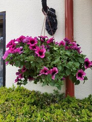 Purple petunia surfinia flowers, blooming surfinia in a pot.