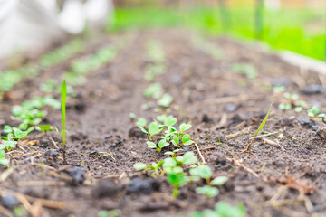 Radish sprouts rise in the garden bed close-up