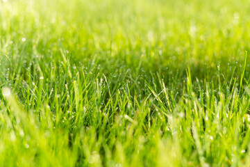 Morning dew on green grass close-up. Summer rain drops
