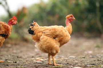 gallina sin pluma en el cuello, gallina gorda, gallina de granja, gallina criolla, gallina de campo