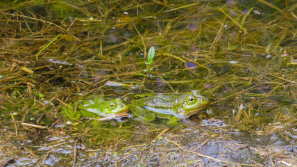 A small and a large frog in the water. Close-up