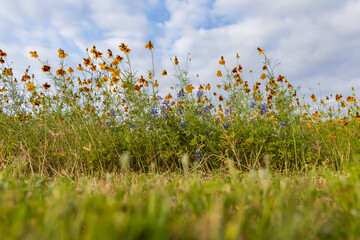 Mexican Hats, wildflowers in a field, blue sky background