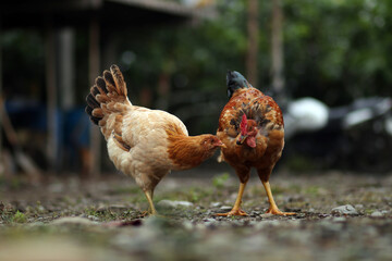 gallinas de campo, gallinas criollas country chickens, Creole chickens