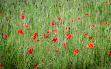 Poppy Field