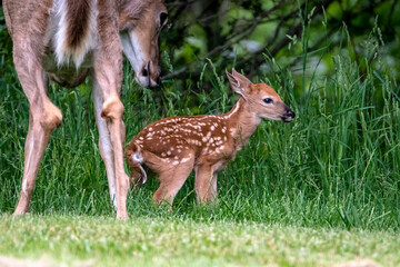White-tailed Deer Doe and Fawn.