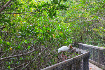 Walkway thru the Mangrooves