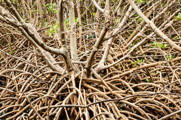 Mangrove Ocology, holding it together