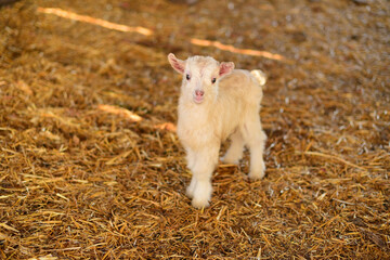  white small newborn baby goat on farm of countryside.Agriculture and farm content 